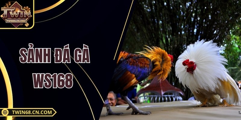 Sảnh Đá Gà WS168 – Nơi Hội Tụ Trận Đấu Kịch Tính Nhất